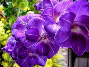 gladiolus_purple_wallpaper-normal