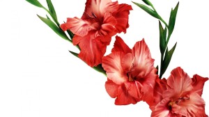 leaves-flower-red-gladiolus-wallpaper-floral-image-wallwuzz-hd-wallpaper-19167