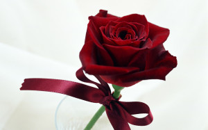 1386071709-1-single rose