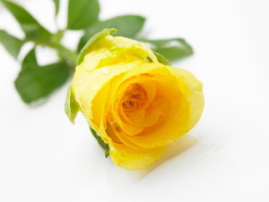 single yellow rose