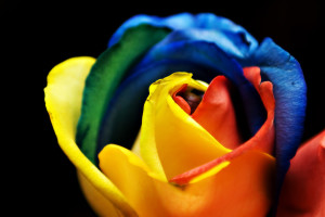 Rainbow_Rose_(3366550029)