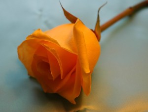 Rose-orange