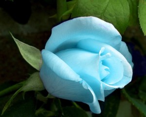 blue_rose1