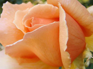 peach-rose-3