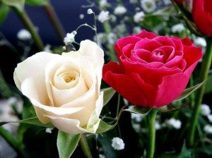 red-and-white-rose