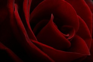 red-roses-lovely-romantic