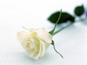 white roses flowers wallpapers (10)