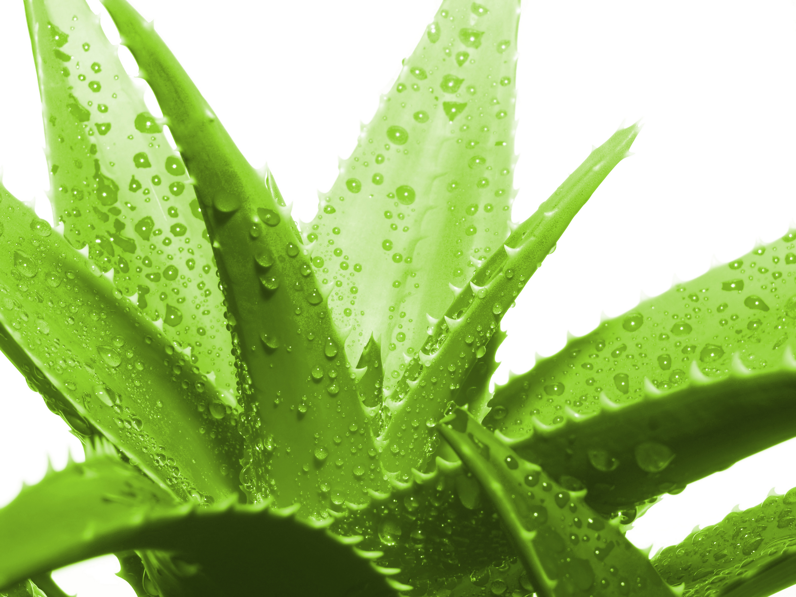 http://blog.fnp.com/wp-content/uploads/2014/03/Aloe-Vera1.jpg