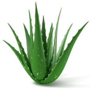 aloe-plant