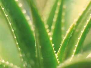 aloevera1