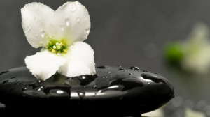 white-flower-on-a-spa-stone-11710