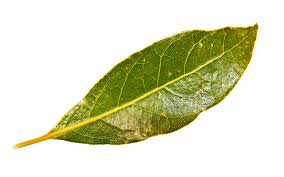 bay leaf for skin