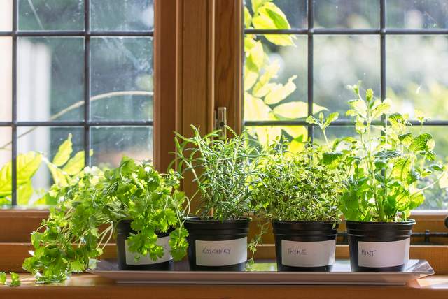 Indoor Herb Garden Ideas