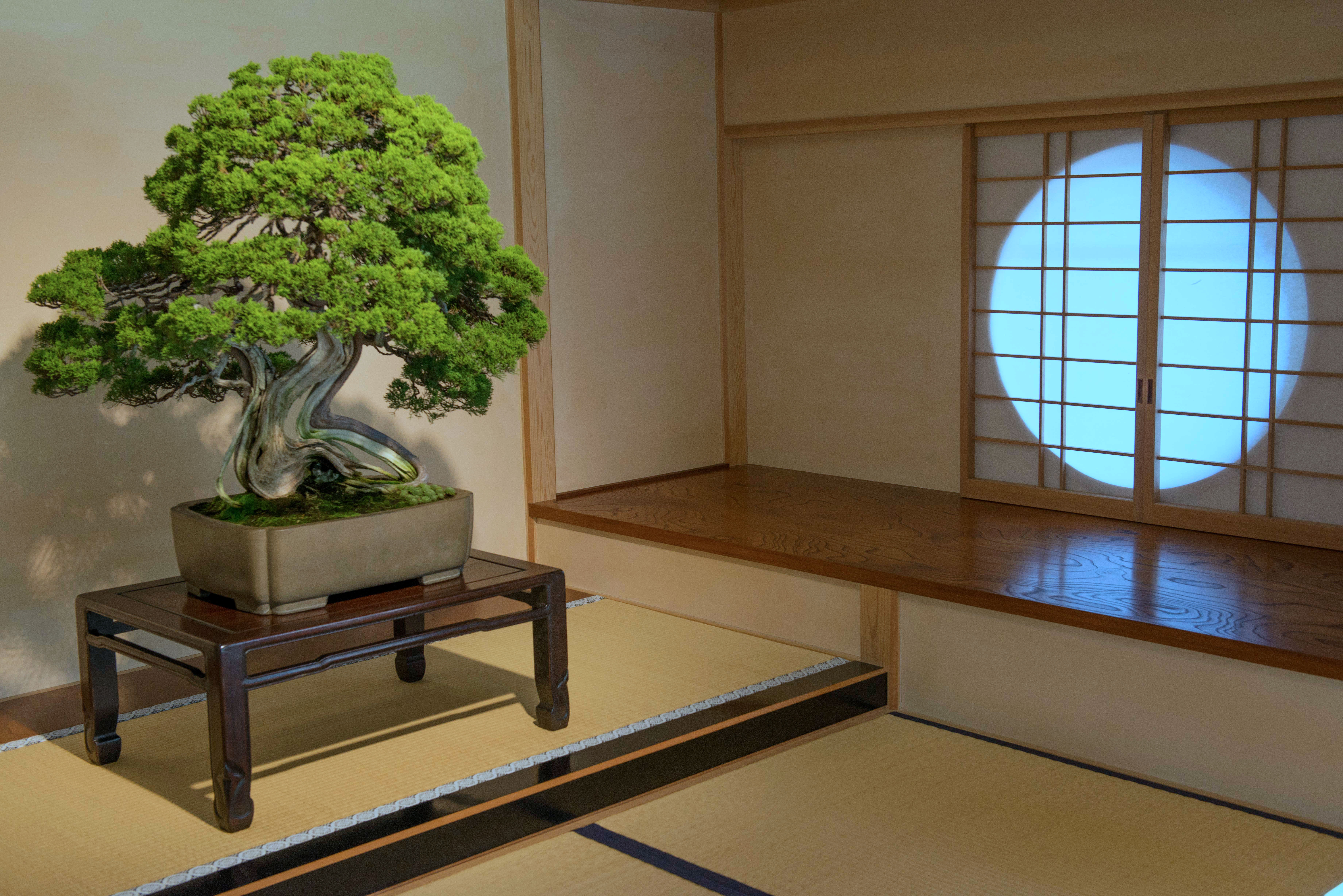 bonsai in living room