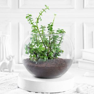 Terrarium