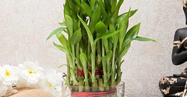 bamboo-good-luck-terrarium
