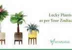Know the Lucky Plants as per Your Zodiac Sign