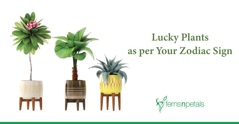 Know the Lucky Plants as per Your Zodiac Sign
