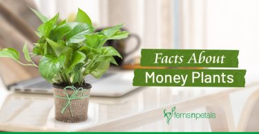 Amazing Facts to Learn About Money Plants