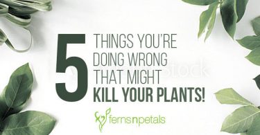 plants