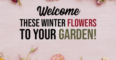 Flower Garden