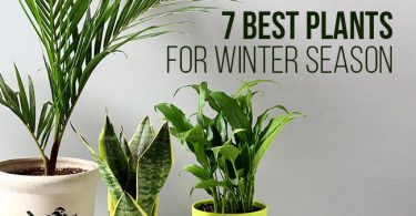 best plant
