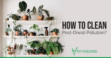 Beat Post Diwali Pollution