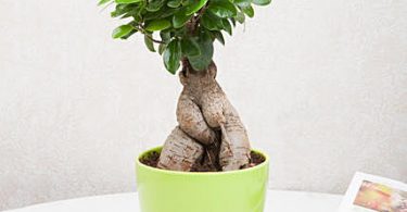 bonsai plant