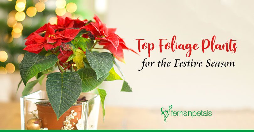 The Best Foliage Plants To Gift This Festive Season