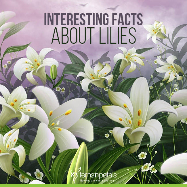 Lilies facts
