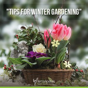 6 Simple & Essential Tips For Winter Gardening - Ferns N Petals