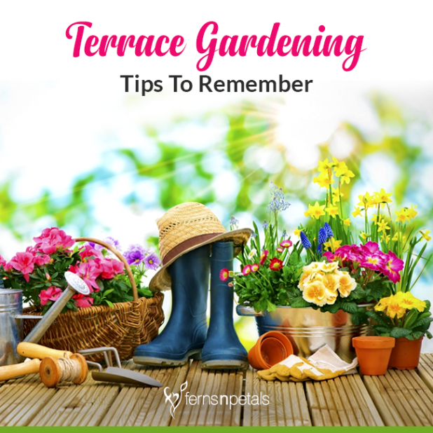5 Valuable Tips To Remember For Terrace Gardening | FNP