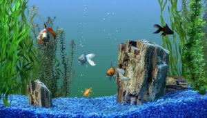 Aquarium water as Plant Fertilizer