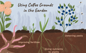 Coffee As Plant Fertilizer