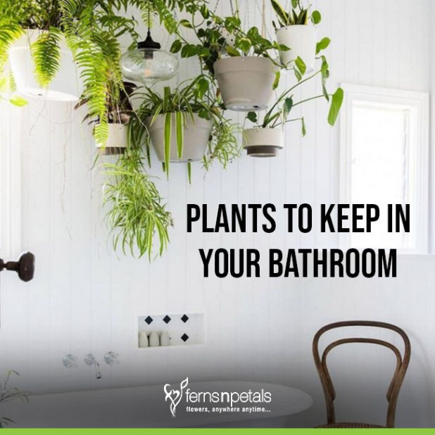 Know The Plants That You Can Keep In Your Washroom Ferns N Petals
