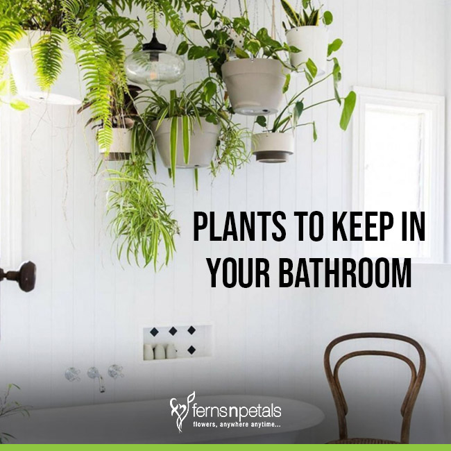 Bathroom Plants