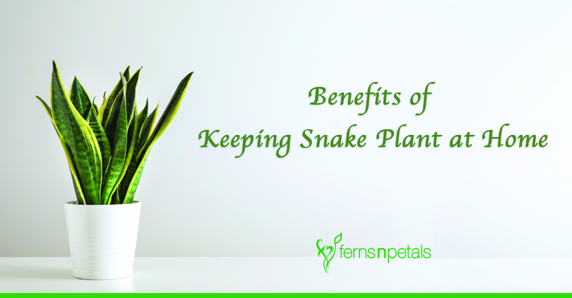 snake plant gift