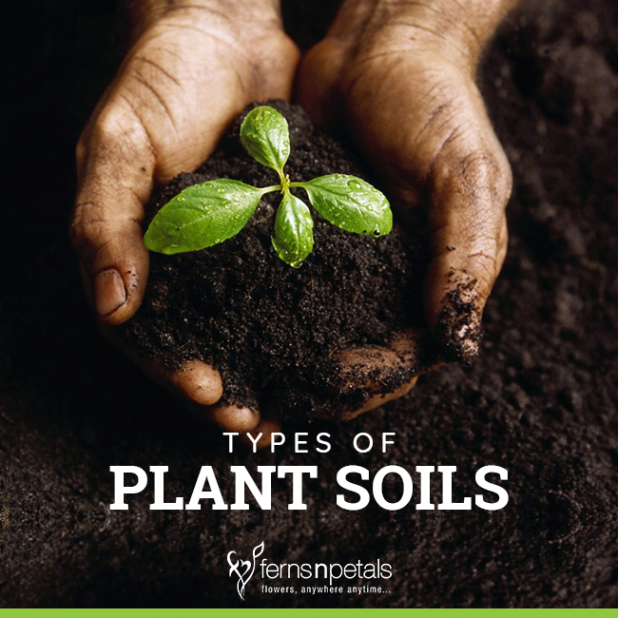 Different Types Of Plant Soils In India Ferns N Petals
