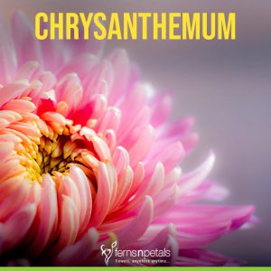 Chrysanthemums