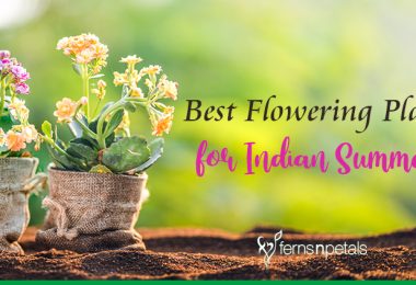Best Flowering Plants for Indian Summer