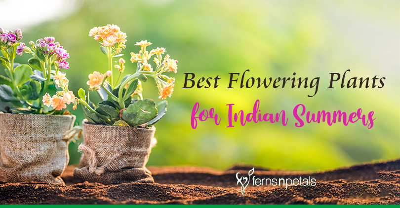 Blooming Flowers with Flawless Beauty in India