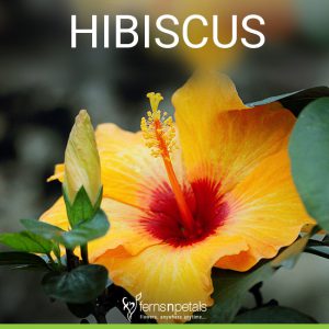 Hibiscus