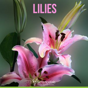 Lilies