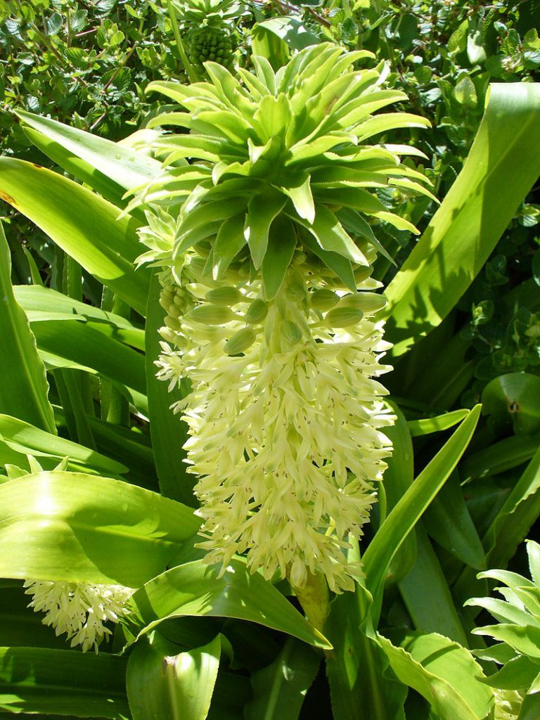 Pineapple Lily