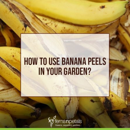 7 Ways To Use Banana Peels In Your Garden - Ferns N Petals