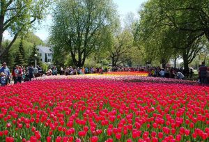 Tulip Festival of Canada