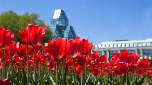 Canadian tulip Festival