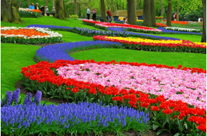 8 Spectacular Flower Festivals Around the World