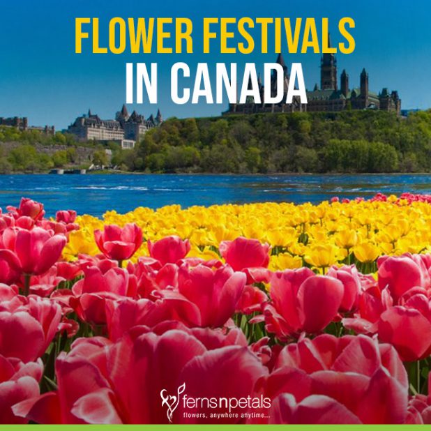 Enjoy the Best Flower Festivals In Canada in May 2019