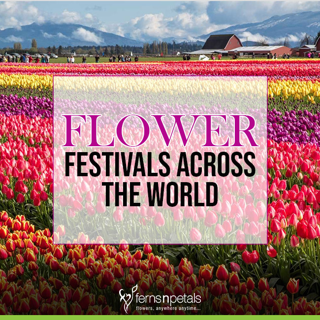 The Top 5 Flower Festivals Held Across The World - Ferns N Petals